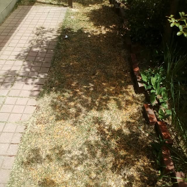 Kimikoさんの実例写真