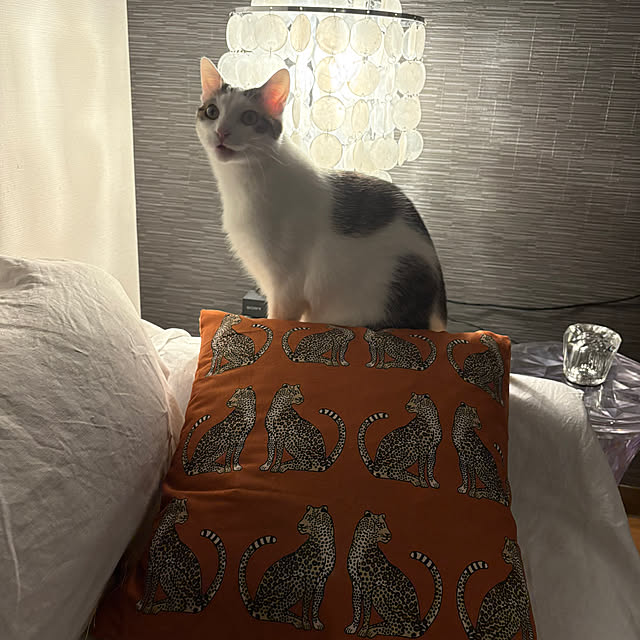 nahocさんの実例写真