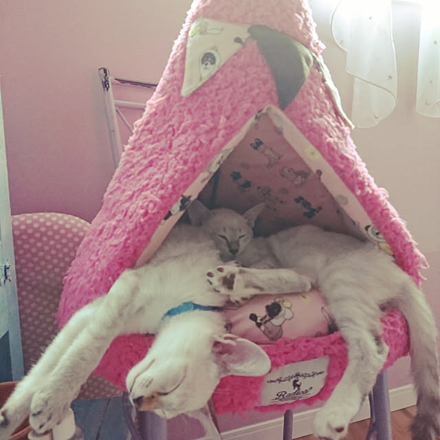 poniさんの実例写真
