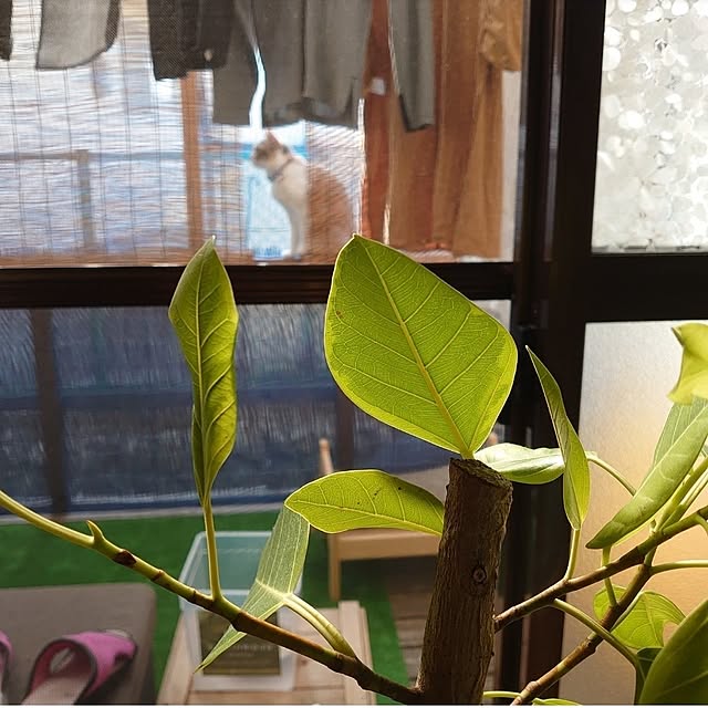 fukuさんの実例写真