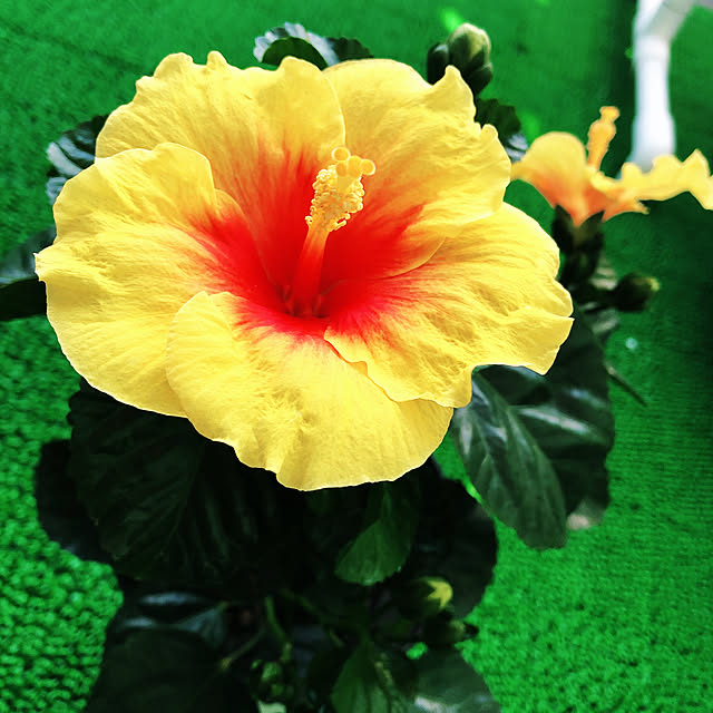 aloha0さんの実例写真