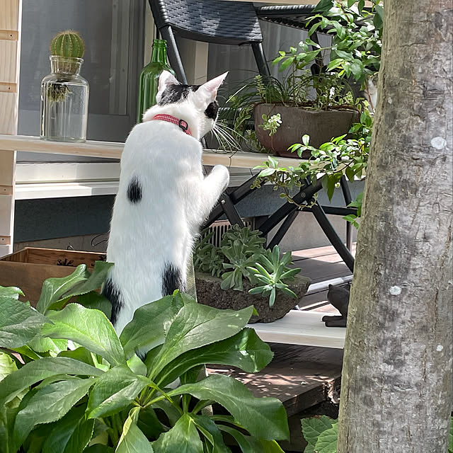 nobikoさんの実例写真