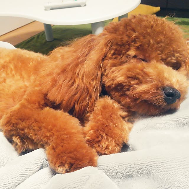 akiasaさんの実例写真
