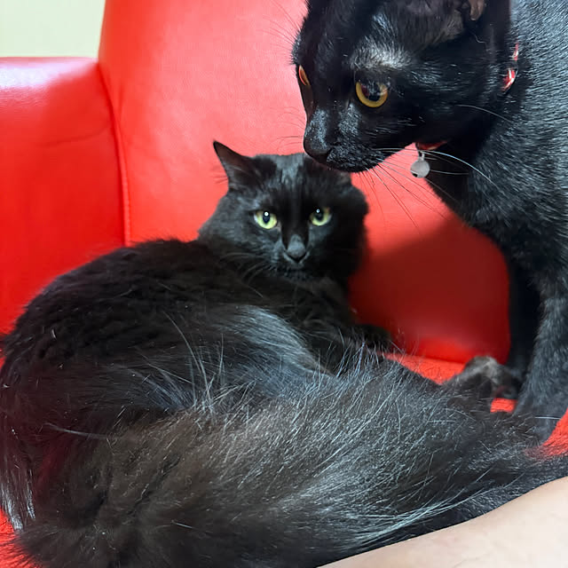 リビング/お誕生日おめでとう♡/保護猫保護猫だって可愛い/保護猫/保護猫と暮らすのインテリア実例 - 2025-05-18 09:49:03