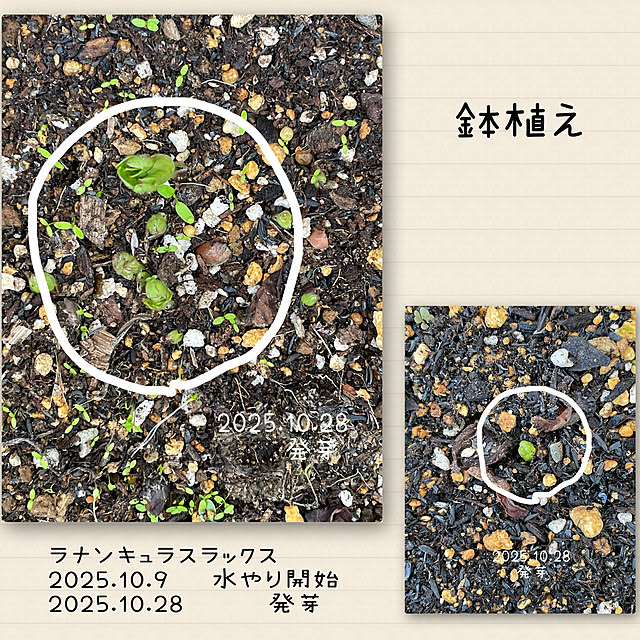 buchiさんの部屋