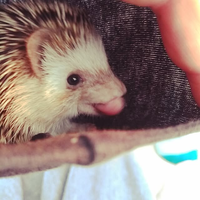 kuruさんの実例写真