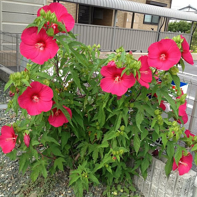 usa.kinako95cherittiさんの実例写真