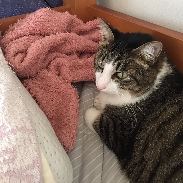 miruさんの実例写真