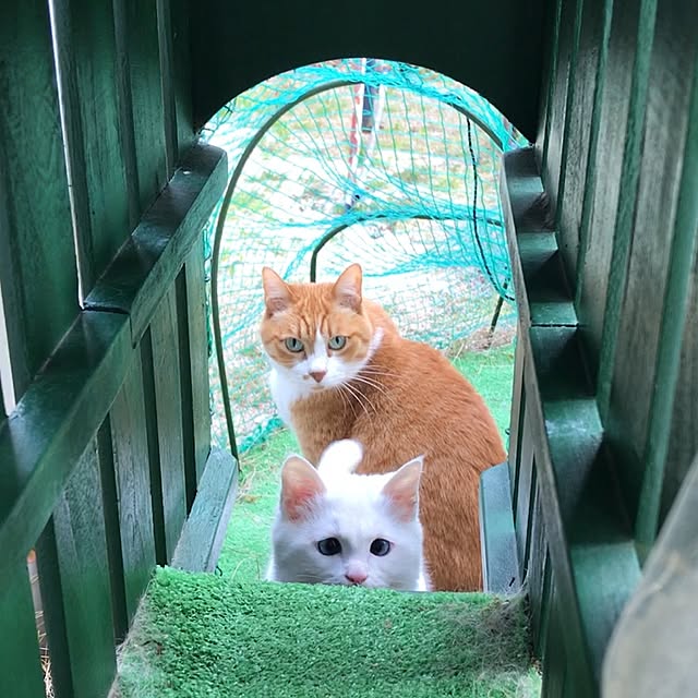 nyanko-beamさんの実例写真