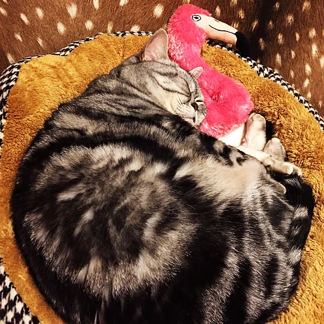 fuku48さんの実例写真