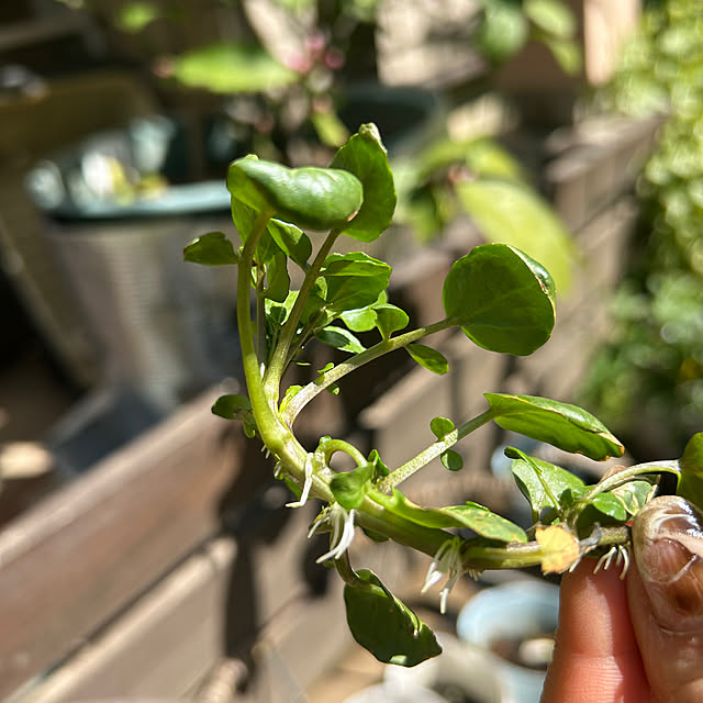 botanさんの実例写真