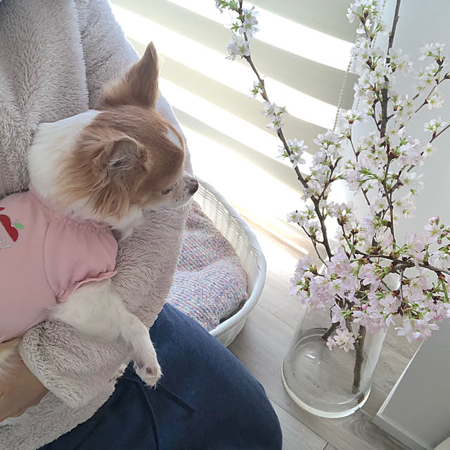 naomi426さんの実例写真