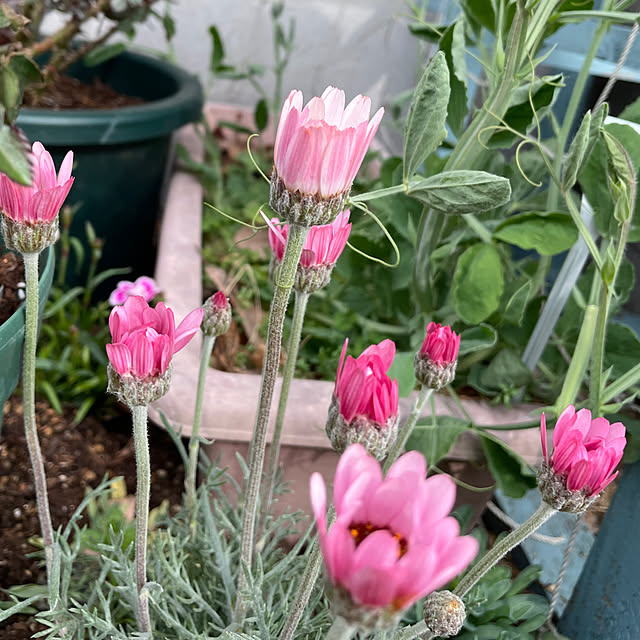 natsumiさんの実例写真