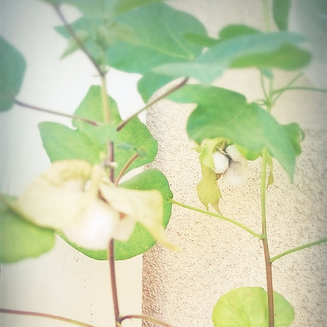 miho.okuさんの実例写真