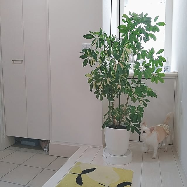 PAOさんの実例写真