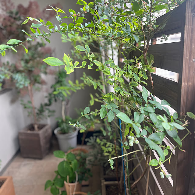 chestnutさんの部屋