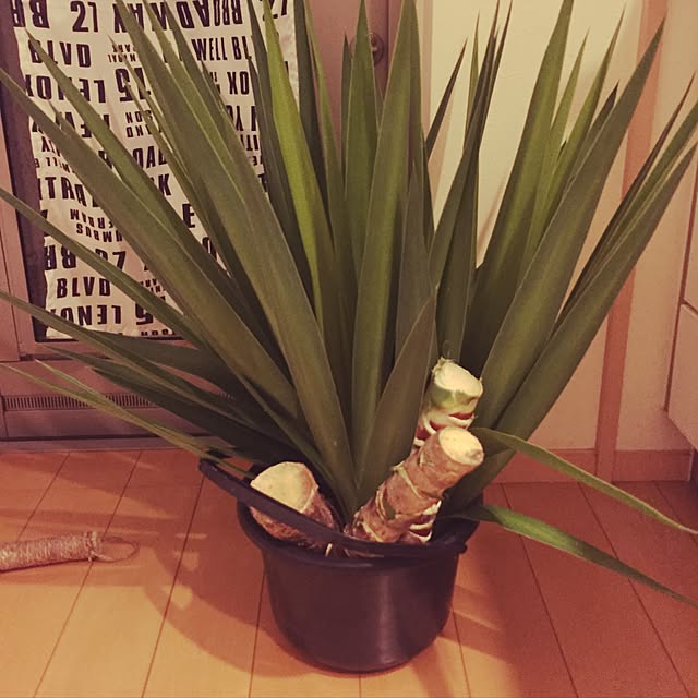mieさんの実例写真