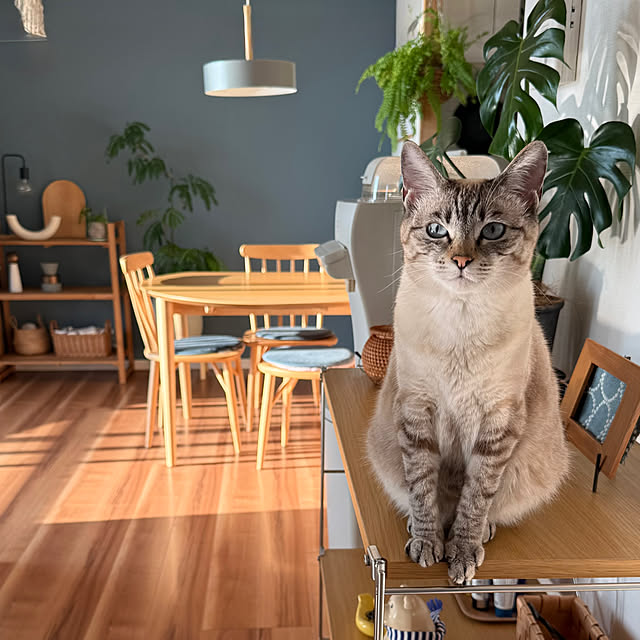 amさんの実例写真