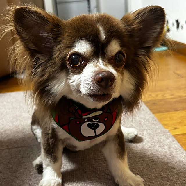 chIoeさんの実例写真