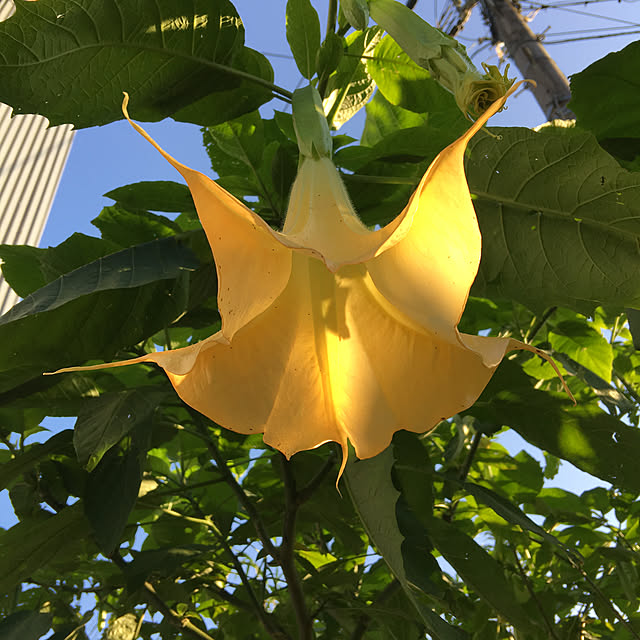 akekuroankoさんの実例写真