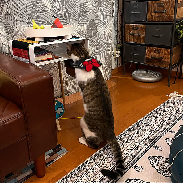 jijiさんの実例写真