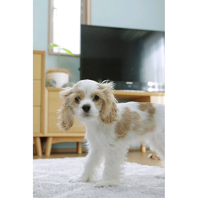 Shooowkoさんの実例写真