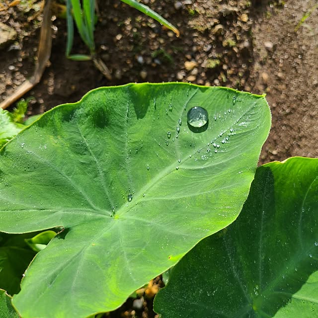 Rubiconさんの部屋