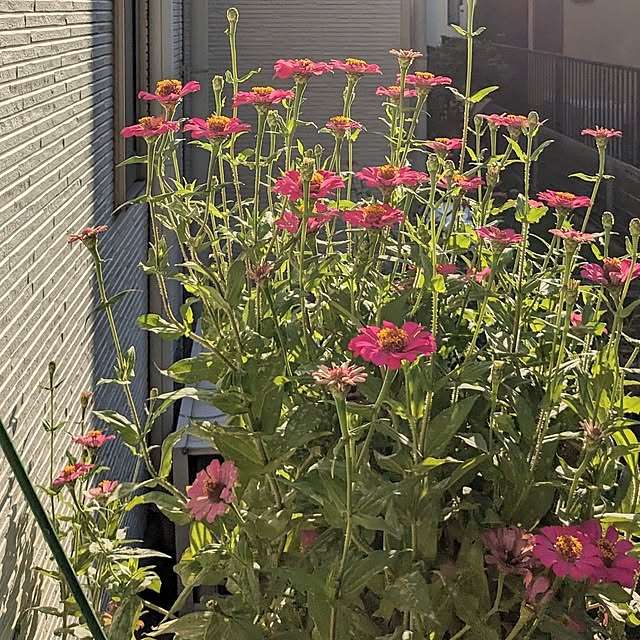 mofukoさんの部屋