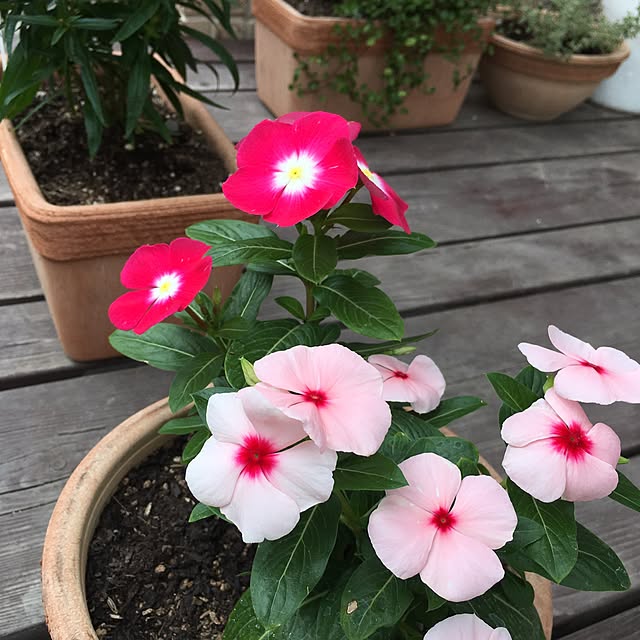 roseさんの実例写真