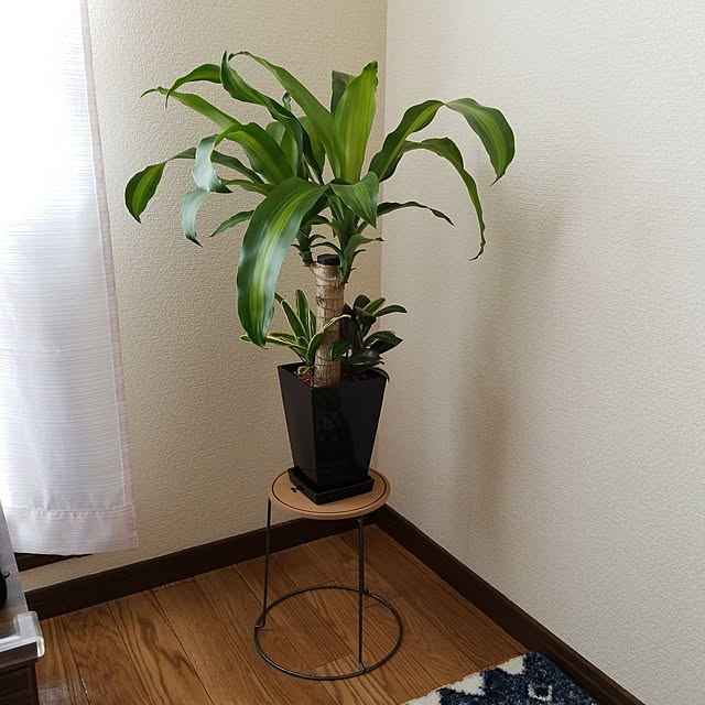daigoroさんの実例写真