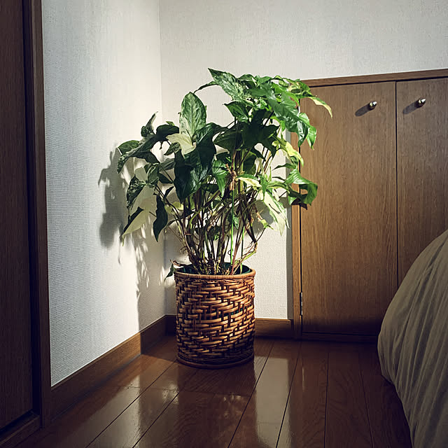 himmeli___.さんの実例写真