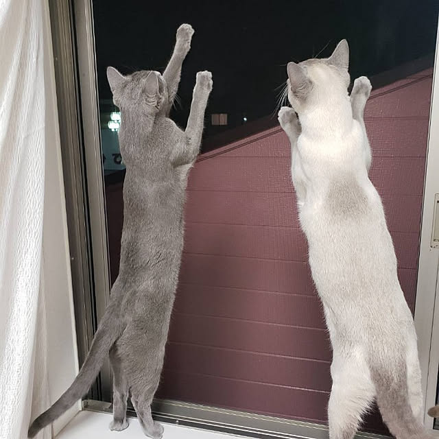 rupiwo12さんの実例写真