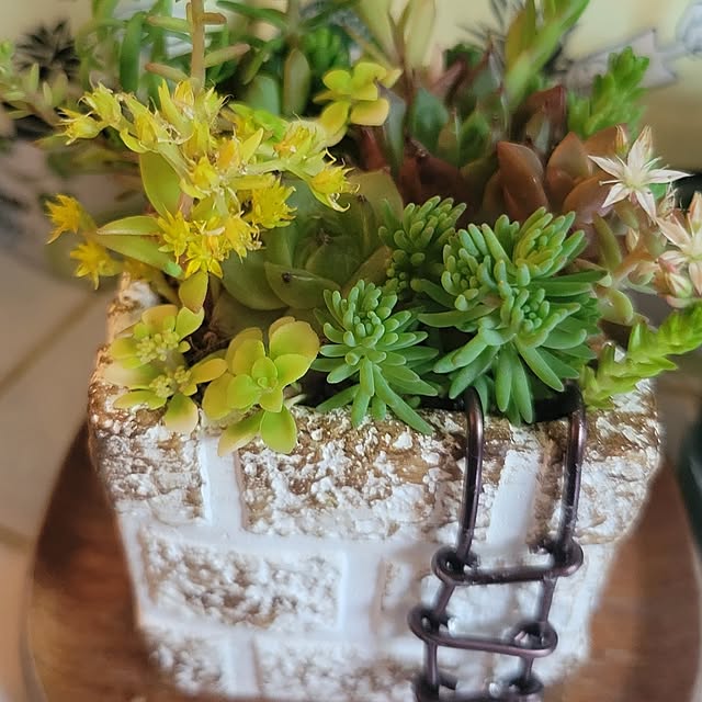 tulipさんの部屋