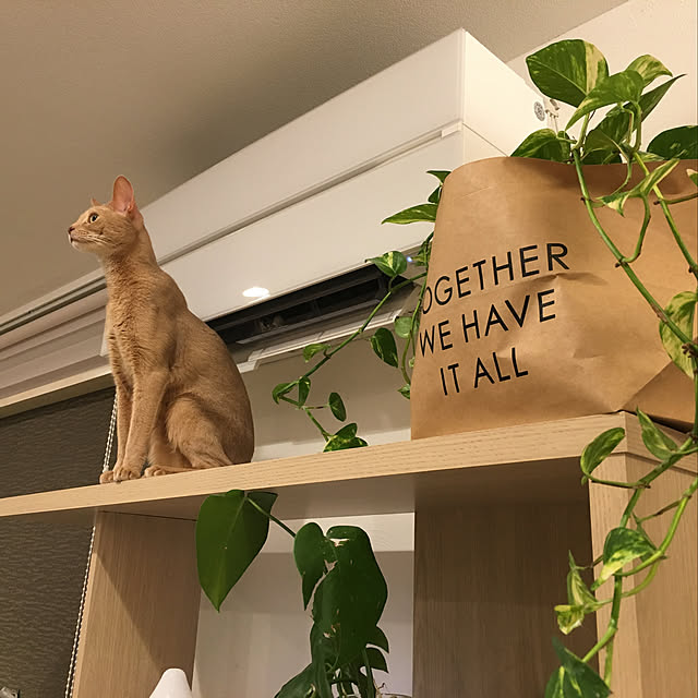 megu.catさんの実例写真