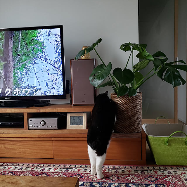 nyagosanさんの実例写真