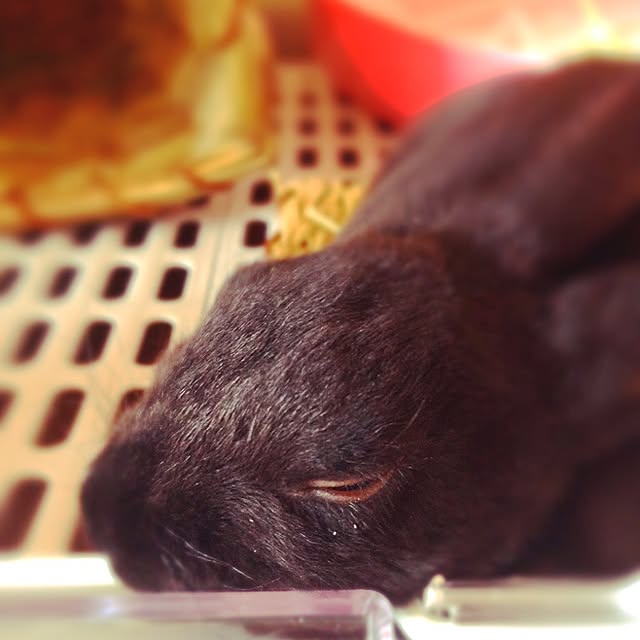 daydreamさんの実例写真