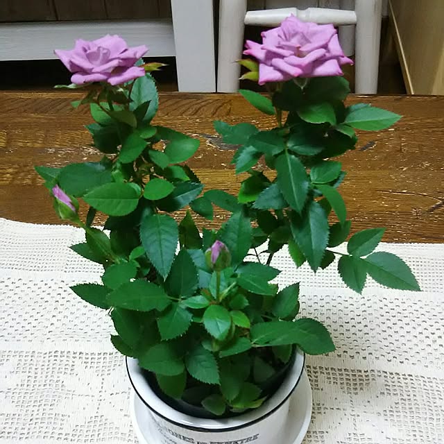 naopyiさんの実例写真