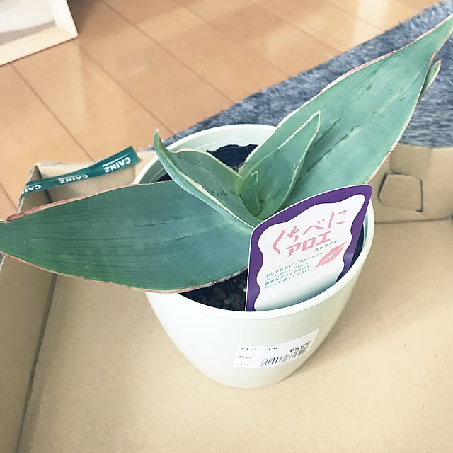 powakyonさんの実例写真