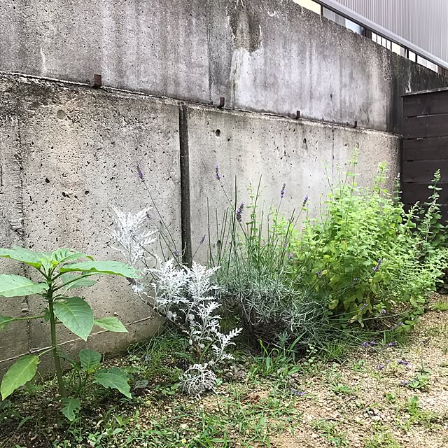 r_._naさんの実例写真