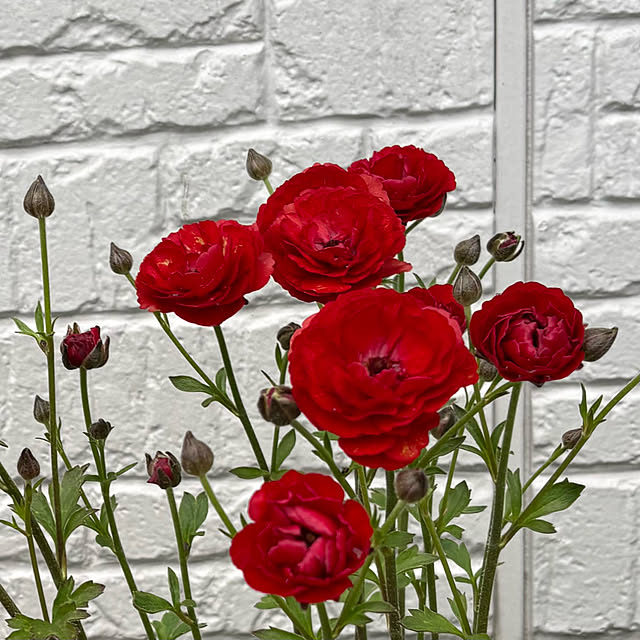 Kaeru-Mamaさんの部屋