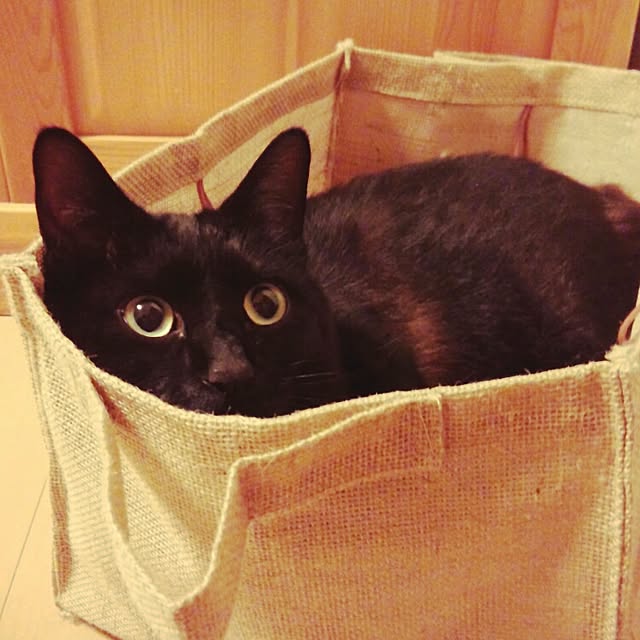 maoshinさんの実例写真