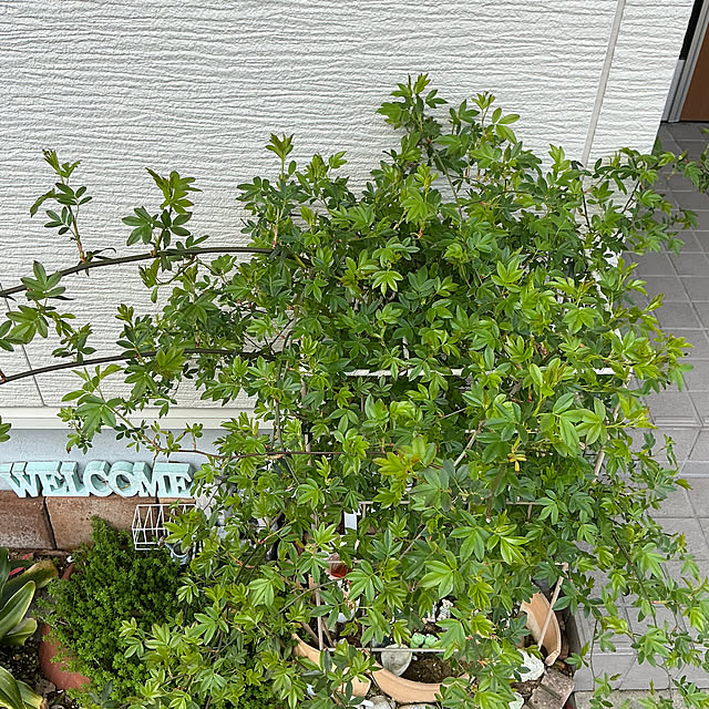 chiiyanさんの部屋