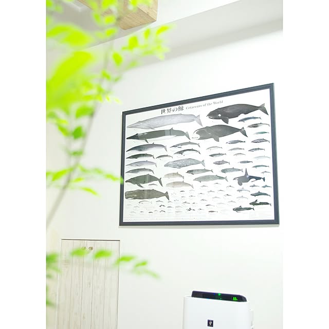 玄関/入り口/北欧好き/北欧インテリア/観葉植物/シマトネリコ...などのインテリア実例 - 2017-05-29 19:16:36