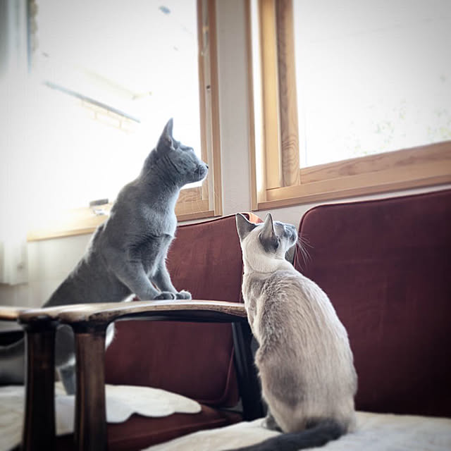 mujinekoさんの実例写真