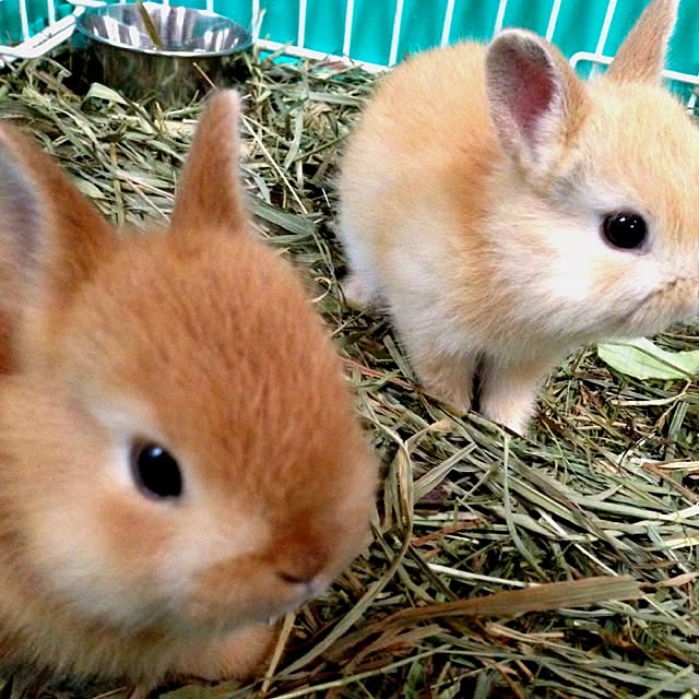 chiekoさんの実例写真