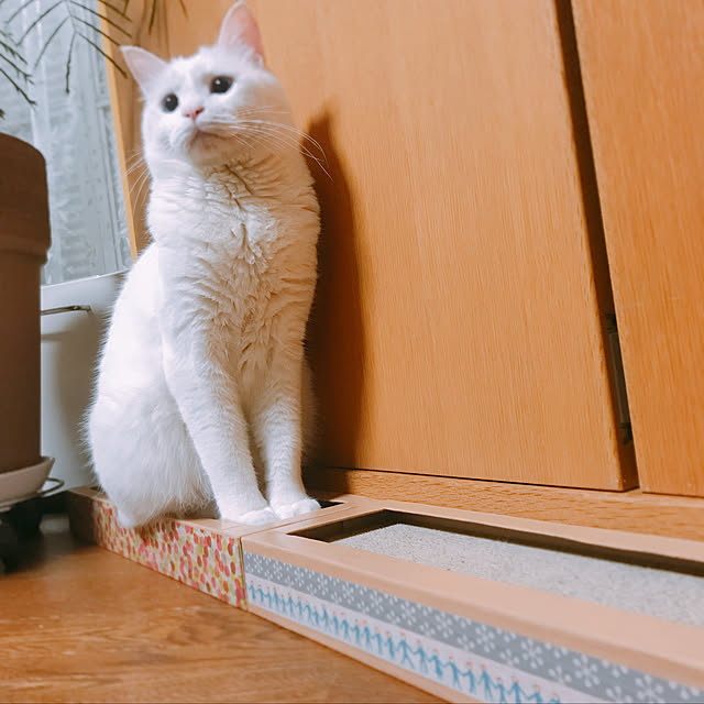 nyanko-beamさんの実例写真