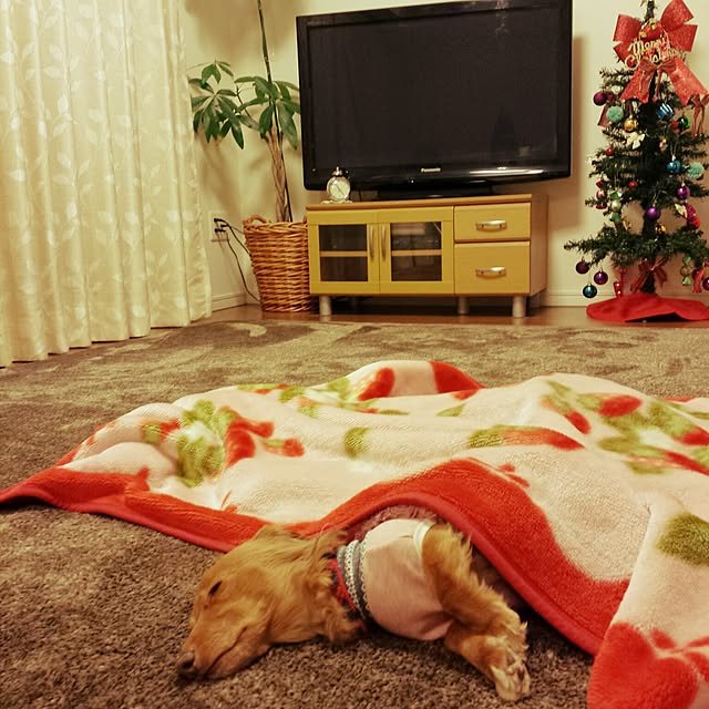 sumireさんの実例写真