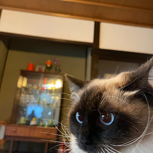 joshua.treeさんの実例写真