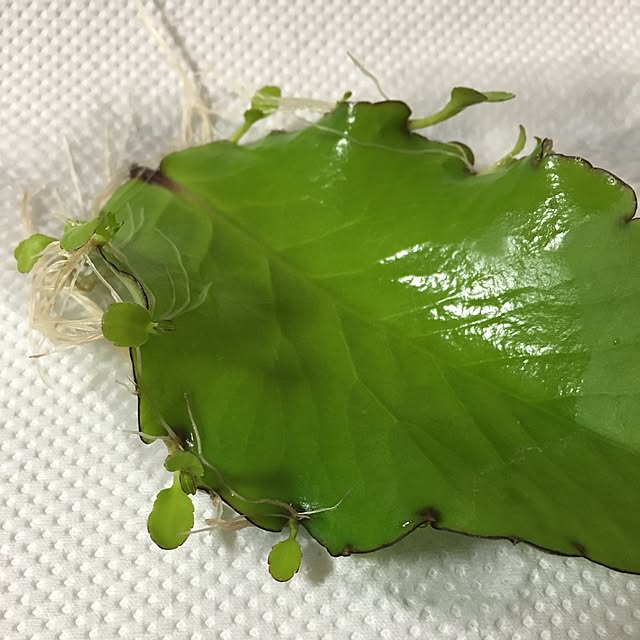 kasumiさんの実例写真