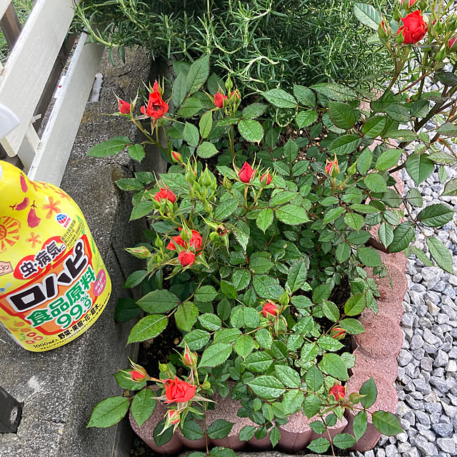 mamaさんの部屋